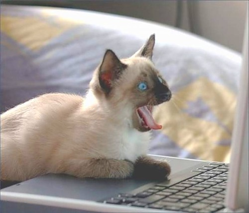 cat-programmer.jpg